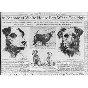  White House pets,Coolidge, 1928,dogs,found home