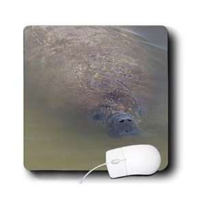  Florene Animals   Mommie Manatee   Mouse Pads Electronics