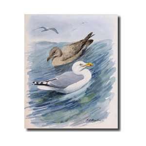  Two Herring Gulls In Different Seasonal Plumage Giclee 