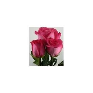 200 Stems of Fuxia Roses (Topaz) 15.74 (40cm.)