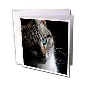 Beverly Turner Cat Photography   Blue eyed Kitty   Greeting Cards 12 