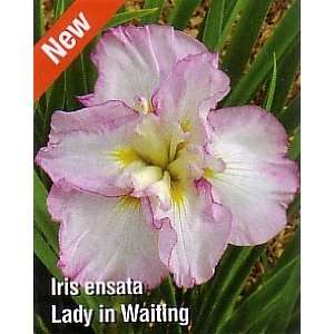  Lady in Waiting Japanese Iris   Likes moist areas  NEW 