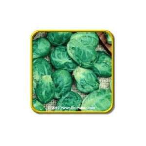   Island Improved   Bulk Brussel Sprouts Seeds Patio, Lawn & Garden