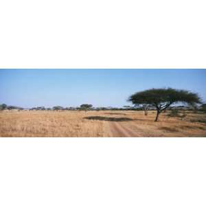  Tire Track Through a Field, Serengeti National Park 