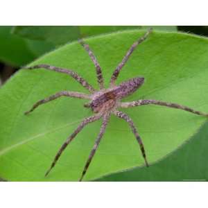  A Thin Legged Wolf Spider, Pardosa Species, Hunting on a 