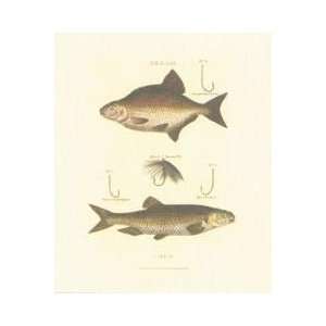  Bream And Chub Poster Print