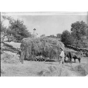   haying,ox driven wagon,men,c1899,tree,pitchfork