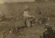 1913 Five year old cotton picker, Bells, TX Photo  