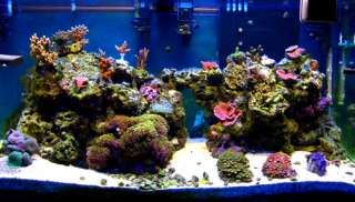 PHOENIX 250 W Watt HQI 14K Metal Halide Reef Coral Bulb  