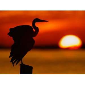  Silhouette of Great Blue Heron Stretching Wings at Sunset 