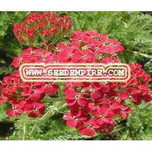  YARROW RED Achillea Millefolium Rubrum     500 Flower 