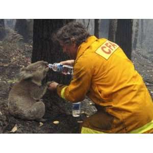  Shares His Water an Injured Australian Koala after Wildfires 