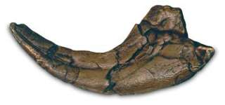 Fossil UtahRaptor Dinosaur Raptor 9 Claw Replica  