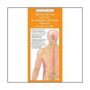   Anatomy   Spinal Nerves and the Autonomic Nervous System 20 Pack