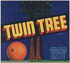 Original* TWIN TREE Tulare Lemon Cove Sequoia NOT A CO