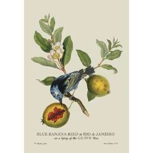    Blue Banana Bird at Rio de Janeiro 20x30 poster