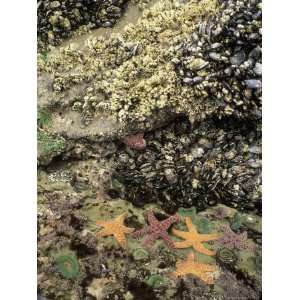  Mussels, Gooseneck Barnacles, Pisaster Sea Stars and Green 