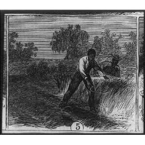  African American workers on Cape Fear River rice 