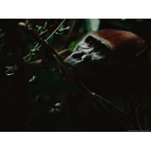 Gorilla (Gorilla Gorilla Gorilla) Hiding Deep in the Foliage 