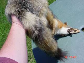 Grey fox pelt Tanned wild fur trapper fur skin hide.  