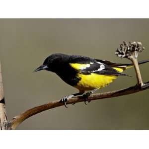 Male Scott Oriole (Icterus Parisorum), Chiricahuas, Coronado National 