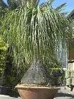 beaucarnea recurvata ponytail palm 5 seeds  $
