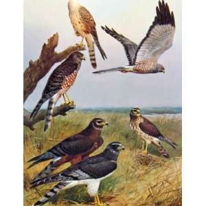  Eagles Hawks & Falcons Cinereous Harrier Color Plate
