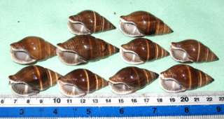 43   50 mm. 10 Pcs Brown Land Snail Shell  