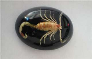 Insect Cabochon (30x40 mm)   Golden Scorpion (on black)  
