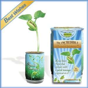  Best Wishes Growing Kit   Just Add Water and Watch Your 