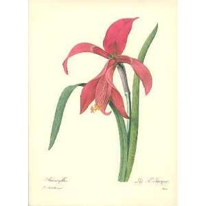  Redoute Botanical Print   AMARYLLIS #5 