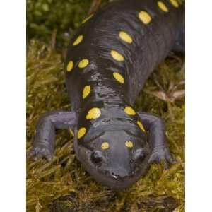  Spotted Salamander, Ambystoma Maculatum, on Moist Moss 