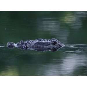 American Alligator Submerged, Sanibel Is, Florida, USA Premium 