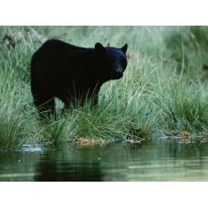  Black Bear (Ursus Americanus) National Geographic 