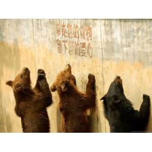 com Bears Beg for Food from Visitors Under the Sign Saying in Chinese 