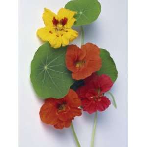  Close Up of the Leaves and Flowers of the Nasturtium 