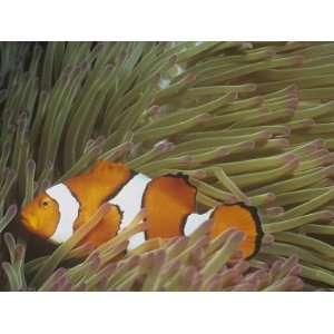  Clown Anemonefish, Amphiprion Percula, in a Sea Anemone 