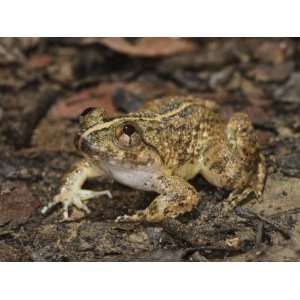  Kuhls Creek Frog Danum Valley, Sabah, Borneo Photographic 