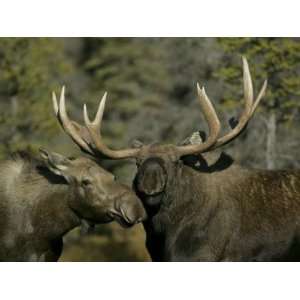  Close up of Male and Female Moose Nuzzle, Anchorage 