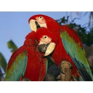 Pair of Captive Red And Green Macaws at Busch Gardens Photographic 