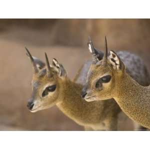 Two Klipspringers at the Henry Doorly Zoo in Omaha, Nebraska Stretched 