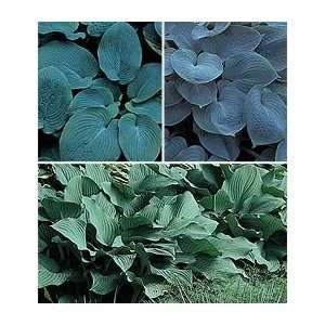  Moody Blues Hostas    3 blue leaved varietiesFall Shipped 