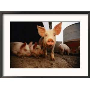  A cute pig looks up his snout at the photographer Animals 