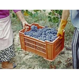  Harvesting Grapes in a Vineyard, Barbaresco Docg, Piedmont, Italy 