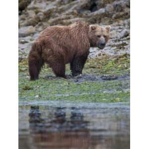  Alaskan Brown Bear Foraging for Food Along the Waters Edge 