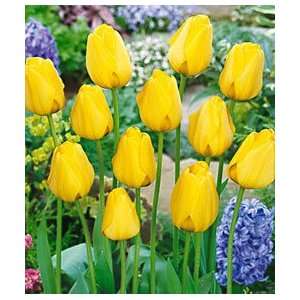    Tulip   Darwin Hybrid   Golden Apeldoorn Patio, Lawn & Garden