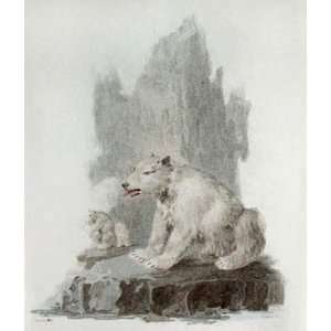 Polar Bear Etching Ibbetson, Julias Caesar Tookey, Animals, Dogs Birds 