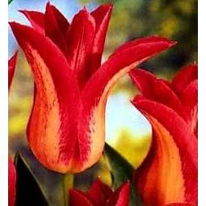  Christine Van Kooten Lily Flowered Tulip 10 Bulbs Patio 