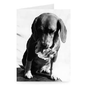  Beagle in the money   Greeting Card (Pack of 2)   7x5 inch 