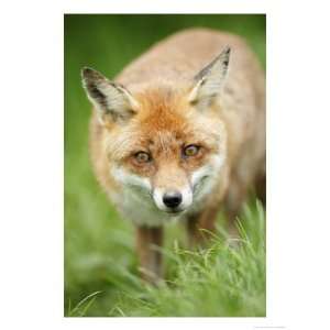  Red Fox, Portrait of Red Fox in Long Green Grass, Sussex 